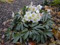 Helleborus Niger